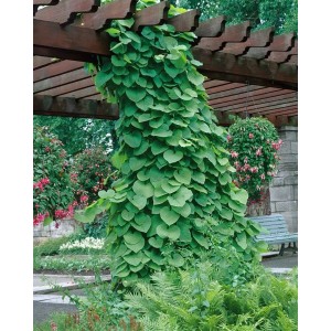 Üppige Pfeifenwinde (Aristolochia macrophylla) begrünt eine Holzpergola im Garten.