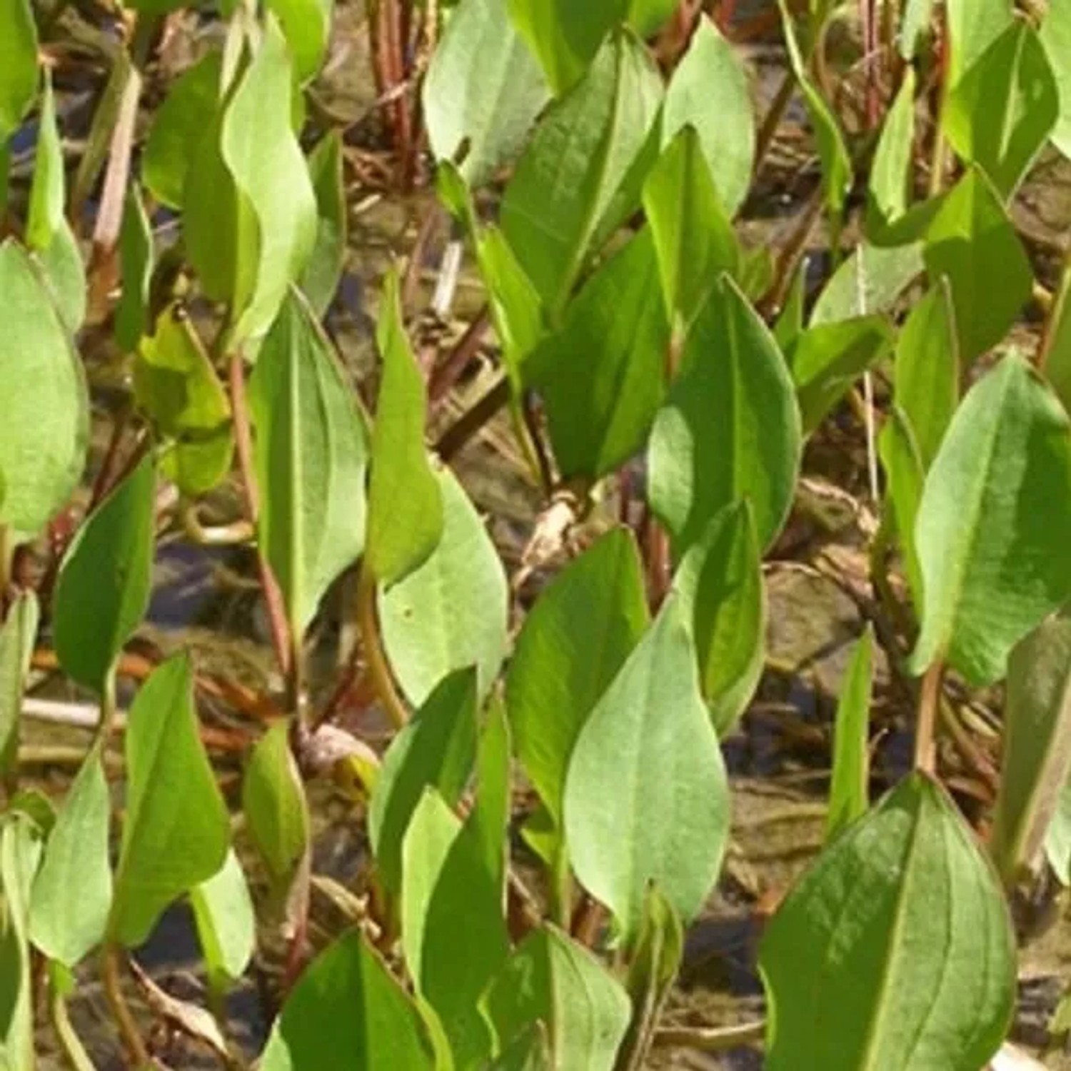 6 x Gewöhnlicher Froschlöffel Alisma Plantago-aquatica Topf 9cm Für Sumpfige Standorte