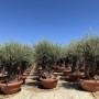Winterharter Olivenbaum (ca. 200cm) im Dekotopf. Der 100 Jahre alte Olivenbaum Bonsai ist fruchttragend.