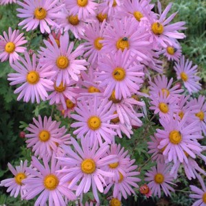 6 x Chrysantheme 'Clara Curtis' Chrysanthemum Topf 9cm Herbstblüher