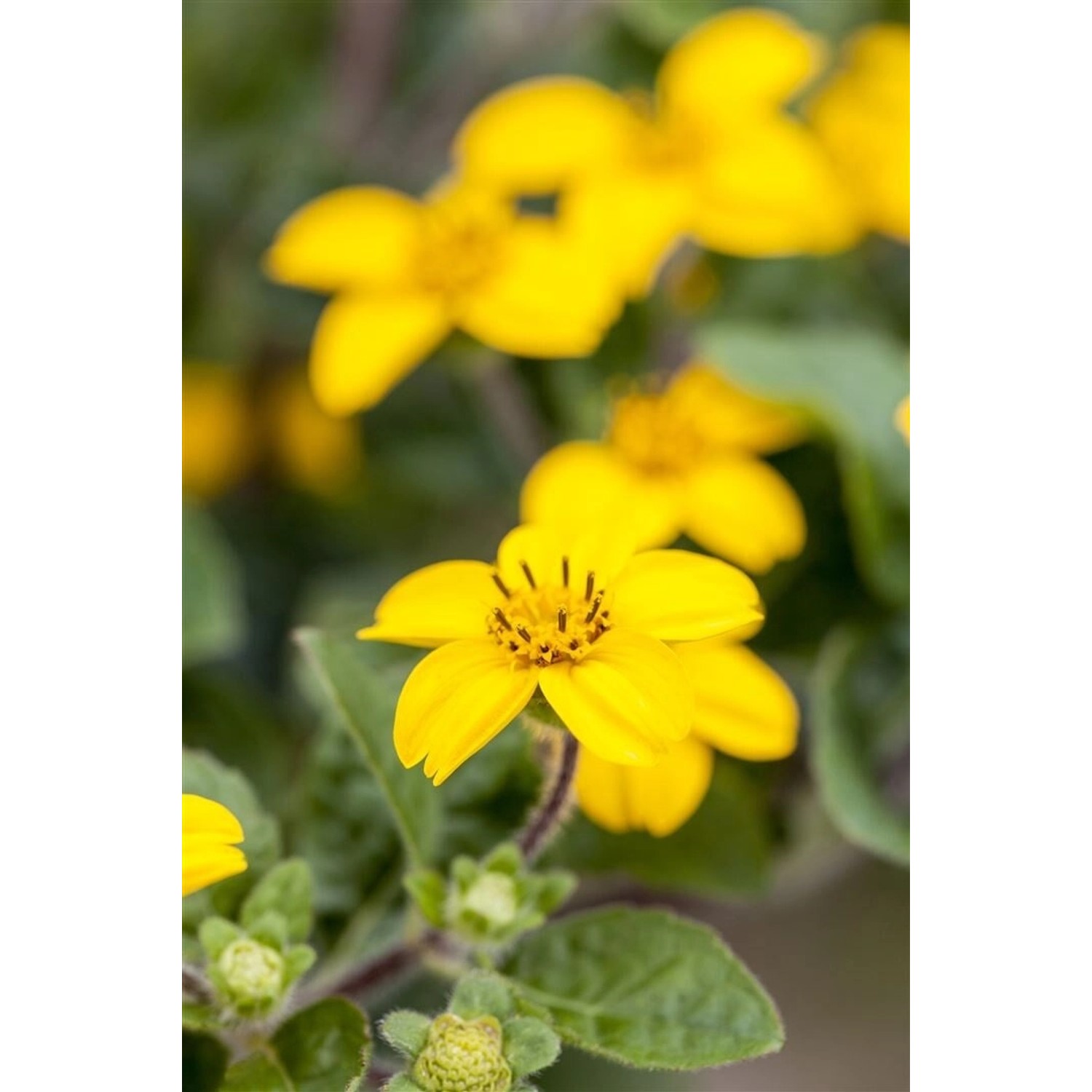 Chrysogonum Virginianum Andre Viette Goldstern Ca. 9x9 cm Topf günstig online kaufen