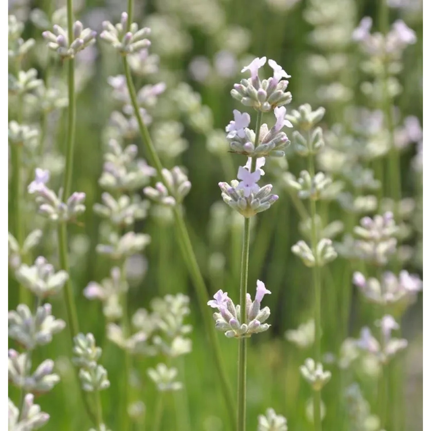 Echter Lavendel Hidcote Pink - Lavandula angustifolia günstig online kaufen
