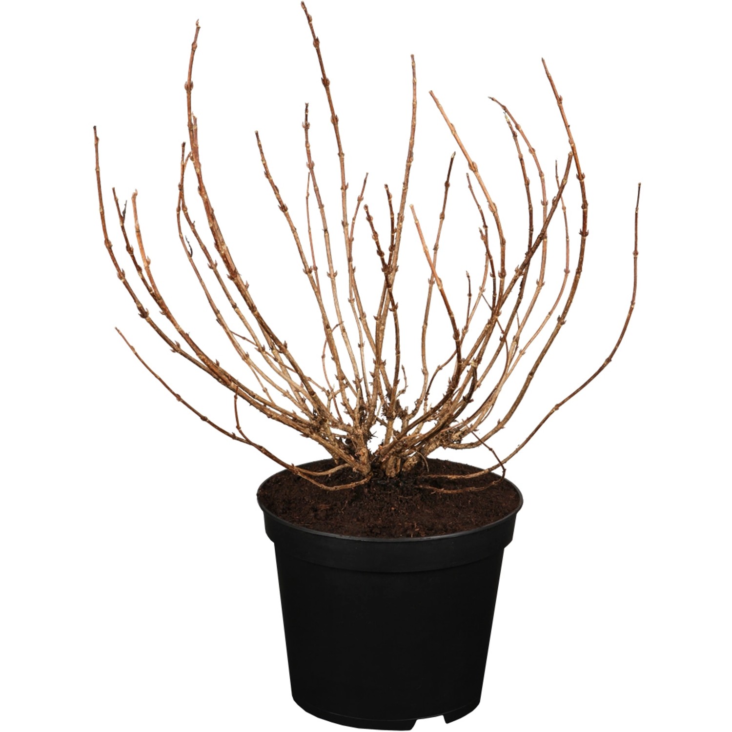 OBI Weigelie Minor Black Rosa Höhe 30 - 40 cm Topf ca. 3 l Weigelia günstig online kaufen