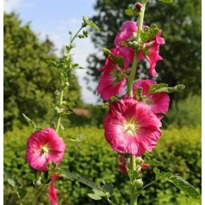 Blühende, rote Stockrose (Alcea rosea) im Gartenbeet.
