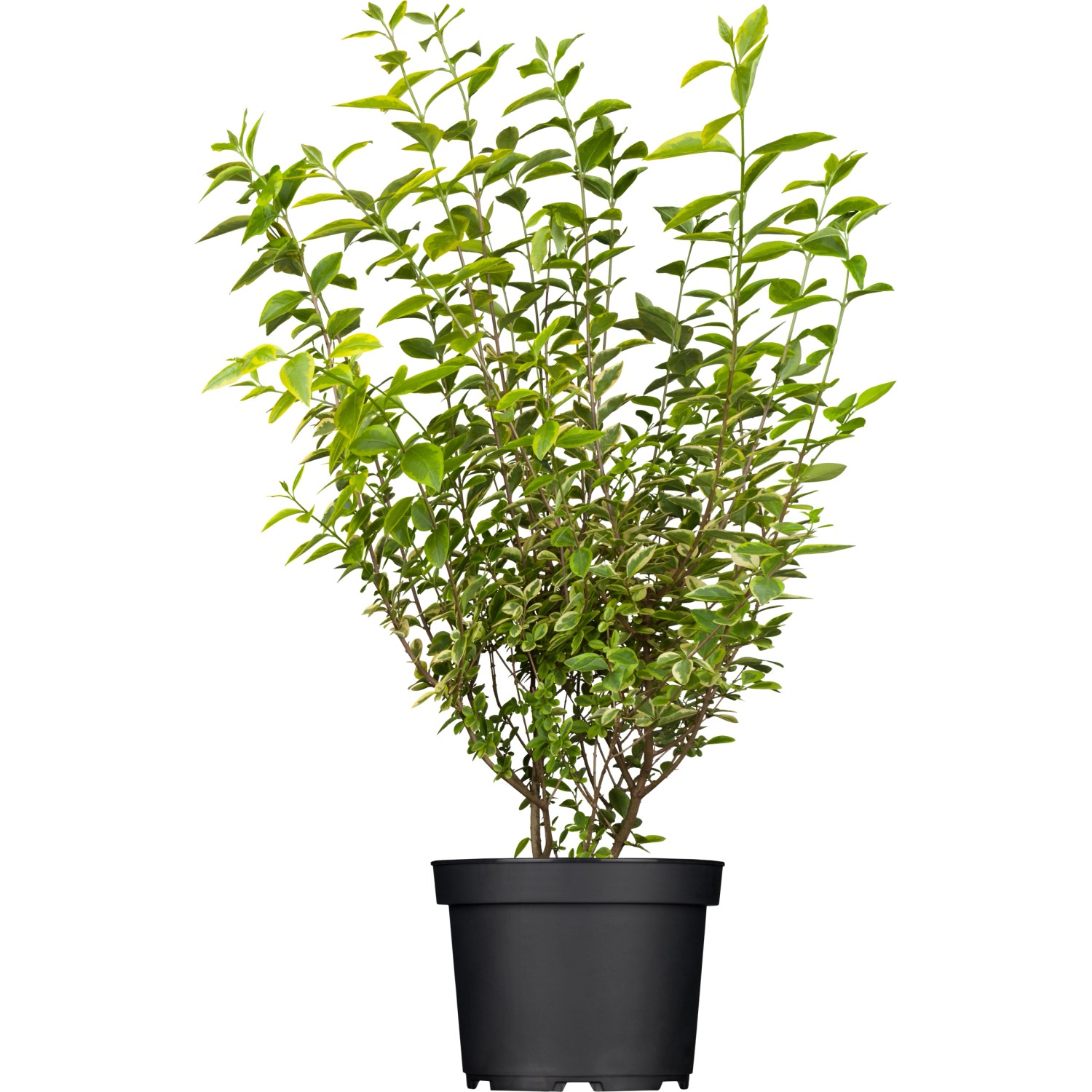 GROW by OBI Gold-Liguster Aureum Weiß Höhe ca. 40-60 cm Topf ca. 5 l Ligust günstig online kaufen