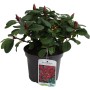 Zwerg-Rhododendron 'Scarlet Wonder' im Topf mit roten Blütenknospen.