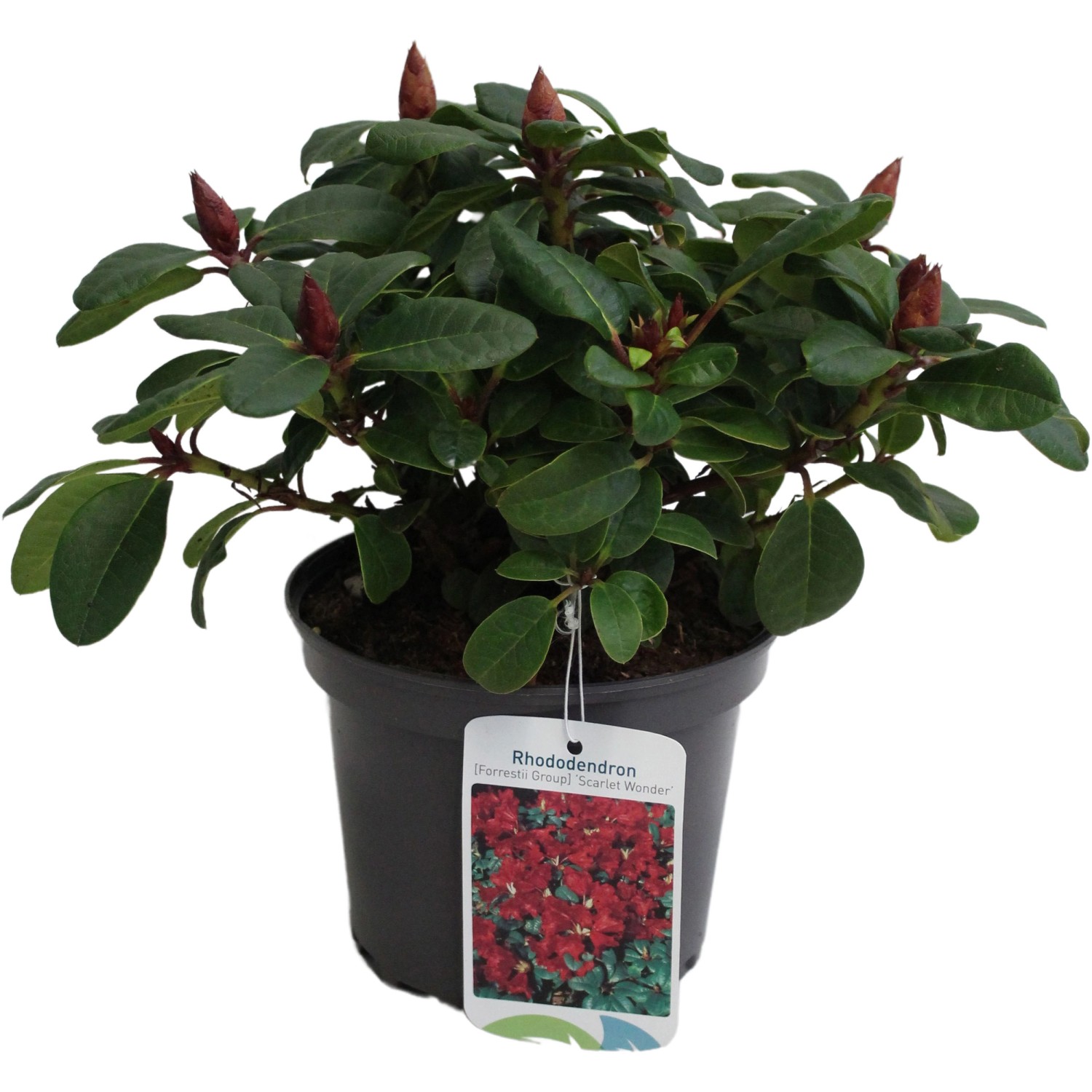 Zwerg-Rhododendron Scarlet Wonder Rot Höhe ca. 20 - 25 cm Topf ca. 2 l
