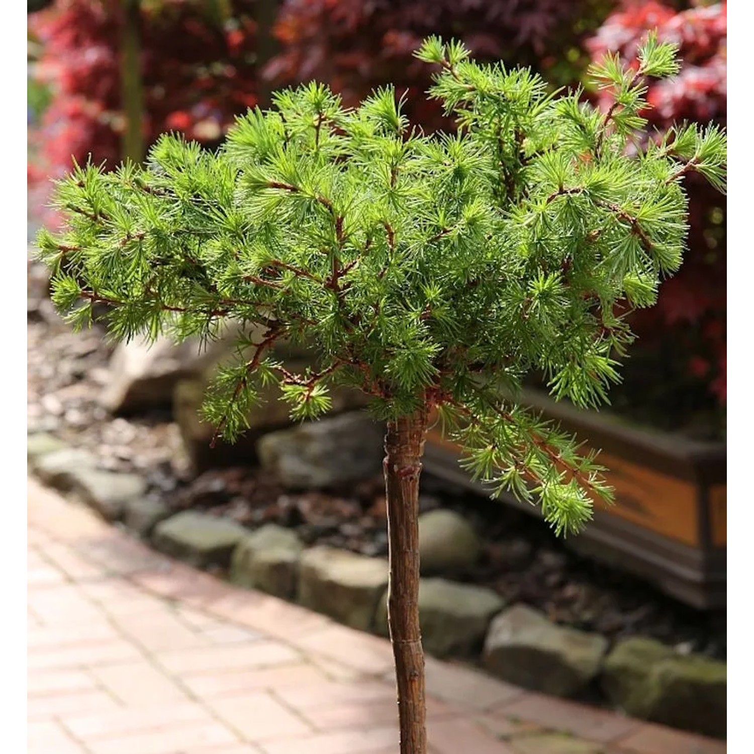 Hochstamm Europäische Lärche Bogle 80-100cm - Larix decidua