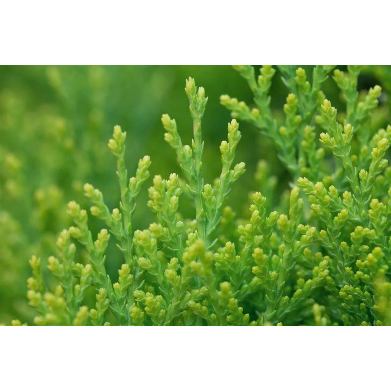 Pflanzen fr dich Thuja Heckenpflanze orientalis 'Aurea Nana' 40-50 cm  kaufen bei OBI
