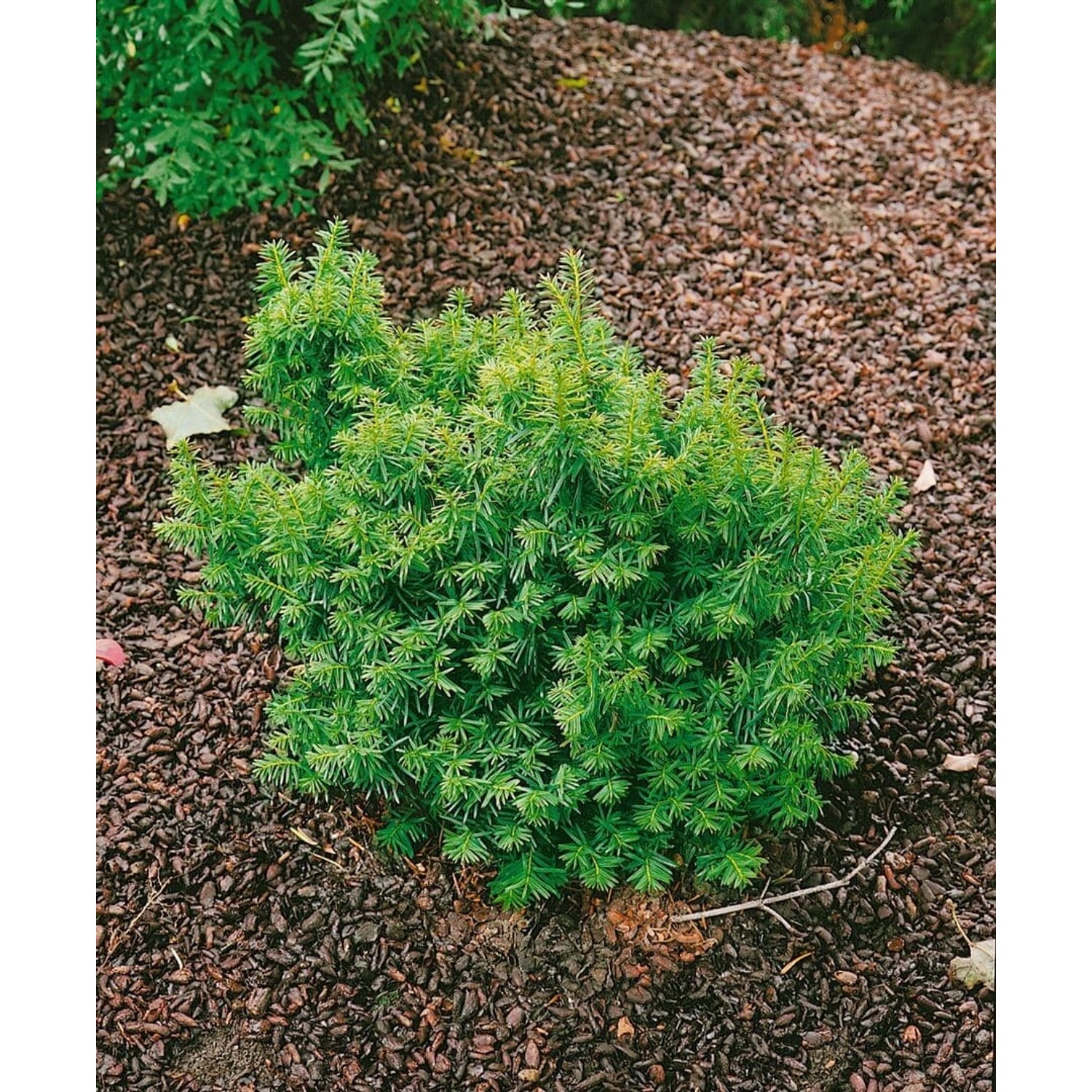 Taxus Cuspidata Nana Japanische Eibe Kompakt 15–20 cm günstig online kaufen
