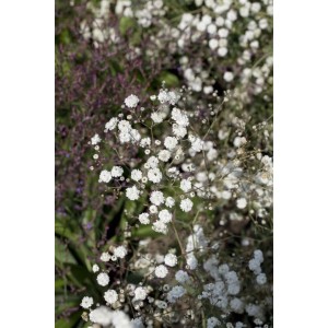 Detailaufnahme des Schleierkrauts 'Bristol Fairy' mit zarten, weißen Blüten.