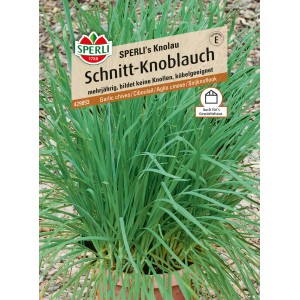 Sperli Schnitt-Knoblauch 'Knolau' Kräutersamen im Topf mit grünen Trieben.