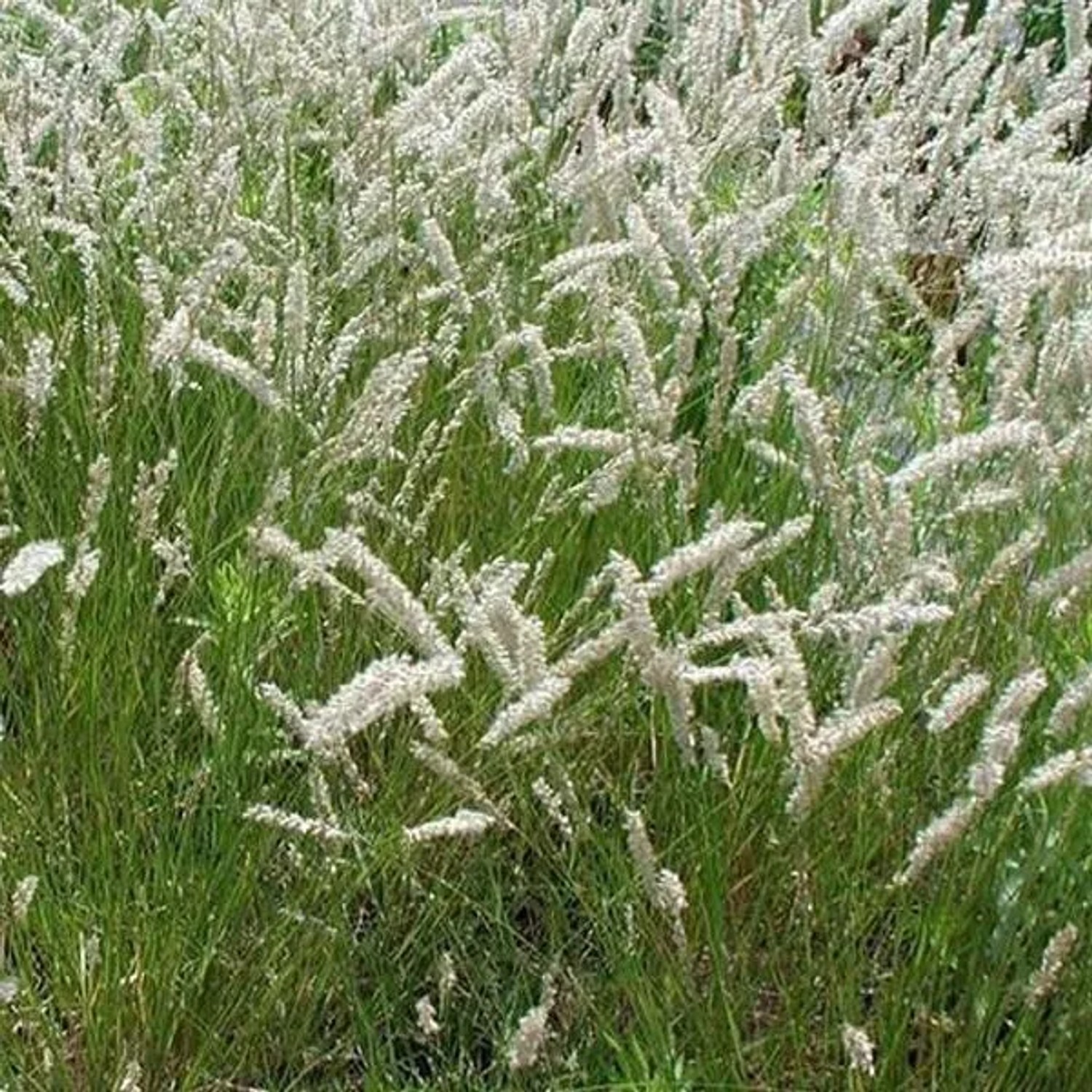 6 x Perlgras Melica ciliata Topf 9cm Dekorativ
