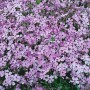 Teppich aus rosa blühendem Phlox Subulata Benita, einem Bodendecker im 9x9 cm Topf.