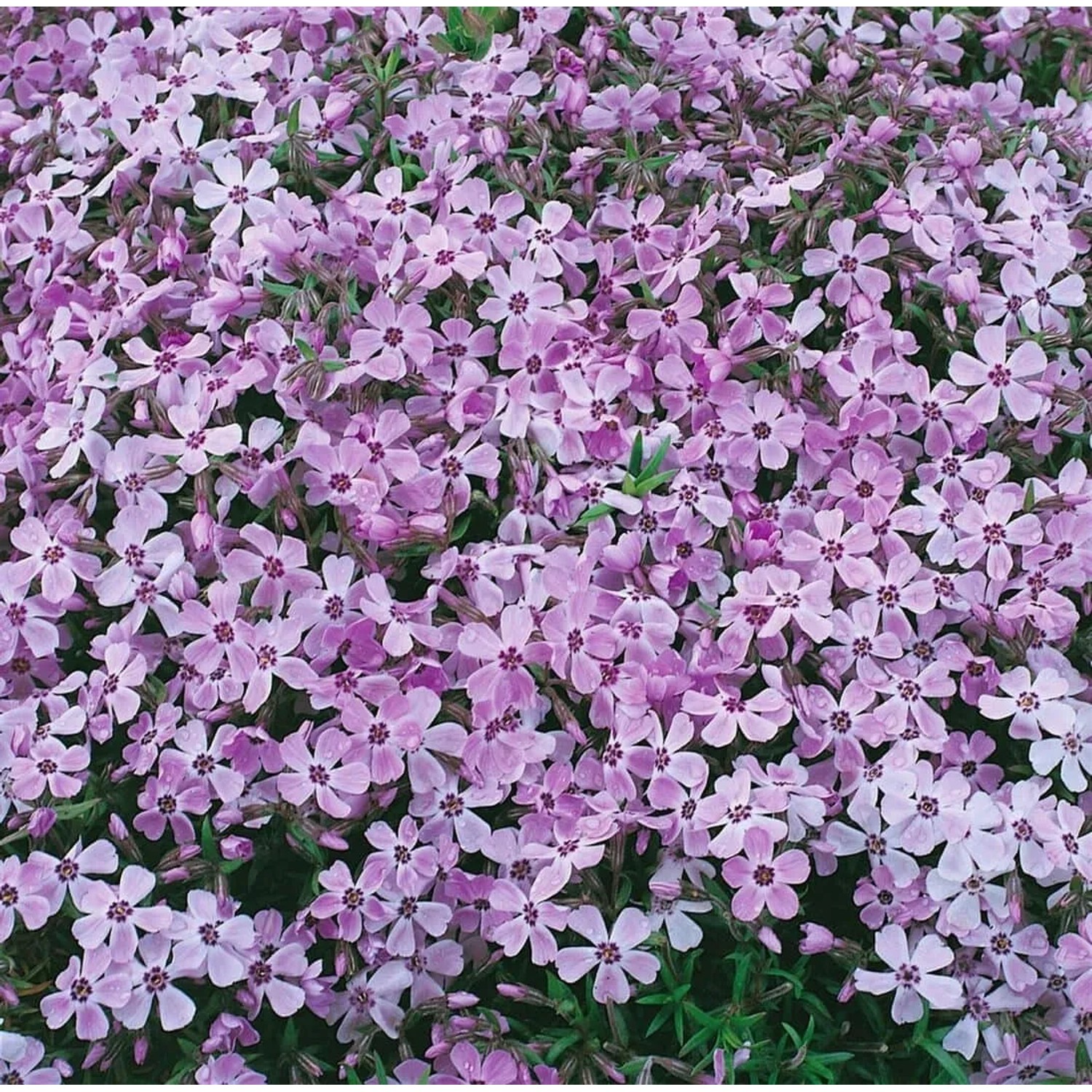 Teppich aus rosa blühendem Phlox Subulata Benita, einem Bodendecker im 9x9 cm Topf.