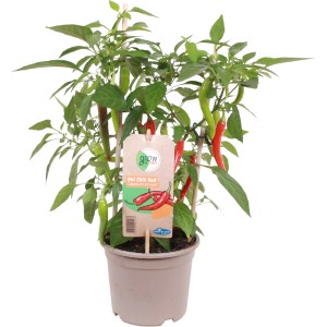 GROW by OBI Peperoni Pick-&-Joy im Topf, mit roten und grünen Schoten.