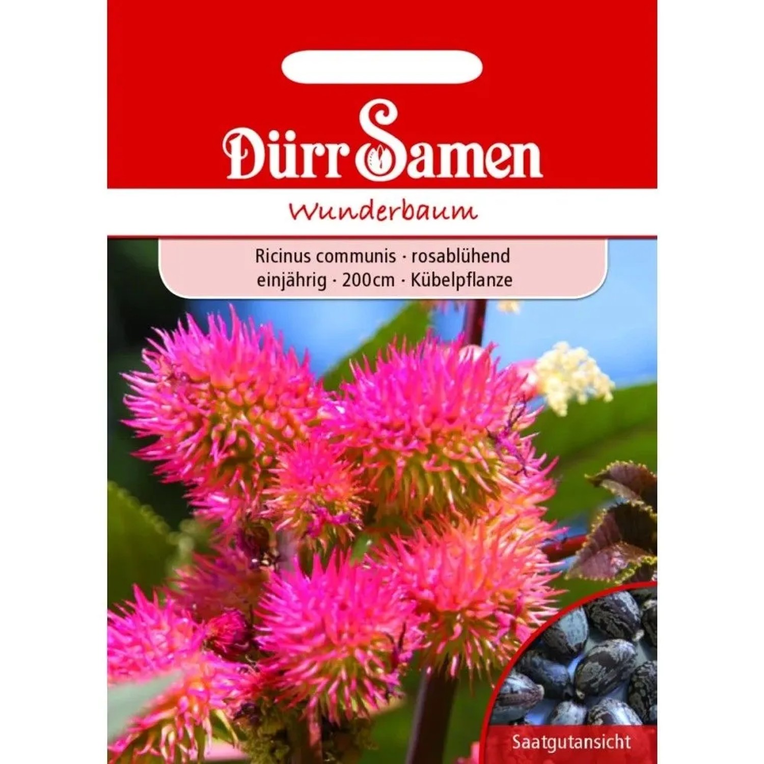 Dürr Samen Wunderbaum Rosablühend Einjährig Saatgut
