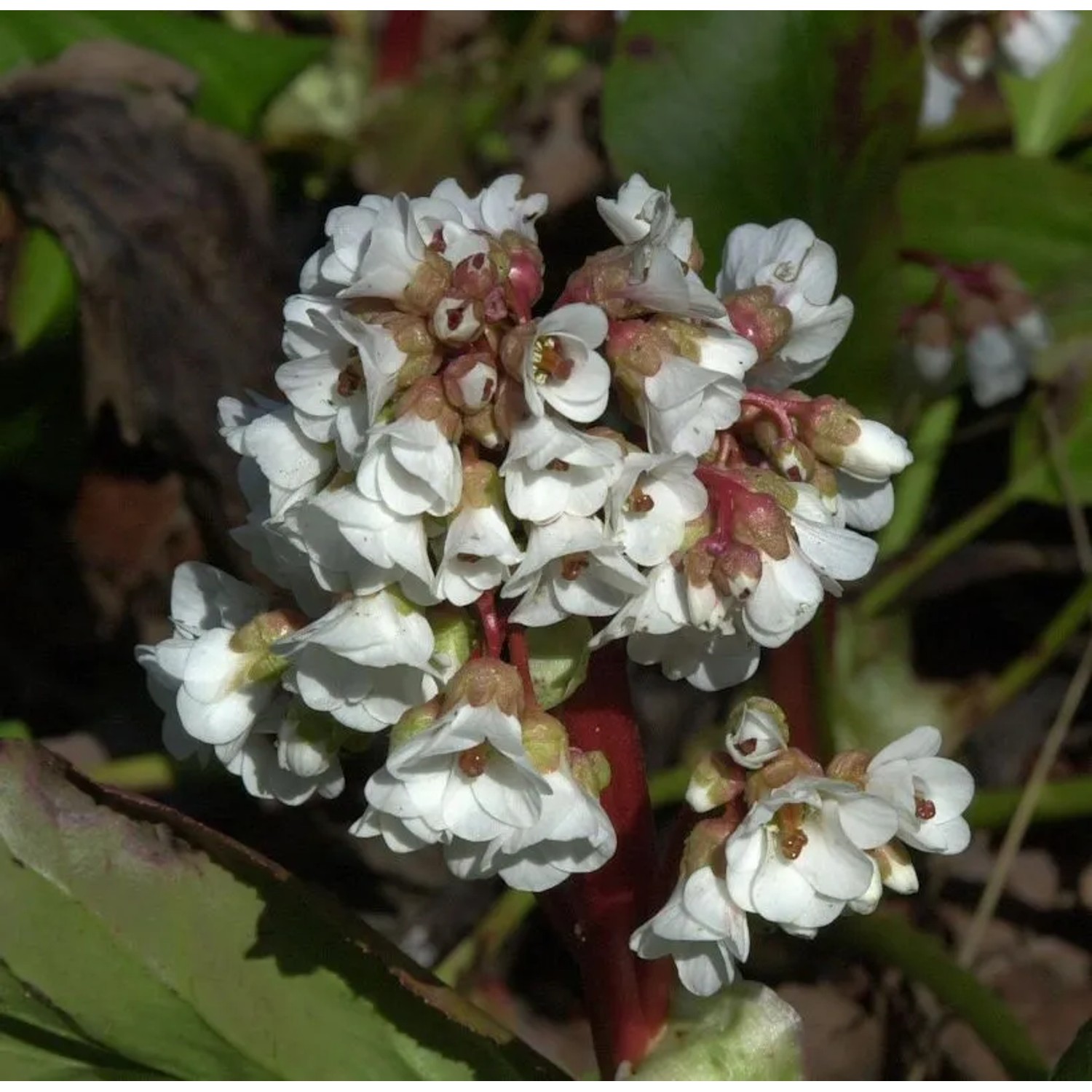Bergenie Silberlicht - Bergenia cordifolia