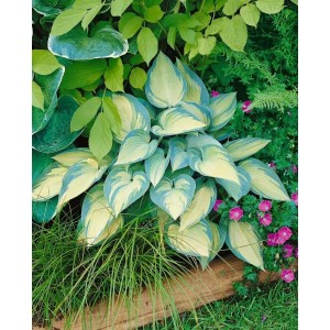 Blaublattfunkie 'June' (Hosta X Tardiana) im Topf, mit blaugrünen Blättern und gelber Mitte.