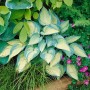 Blaublattfunkie 'June' (Hosta X Tardiana) im Topf, mit blaugrünen Blättern und gelber Mitte.