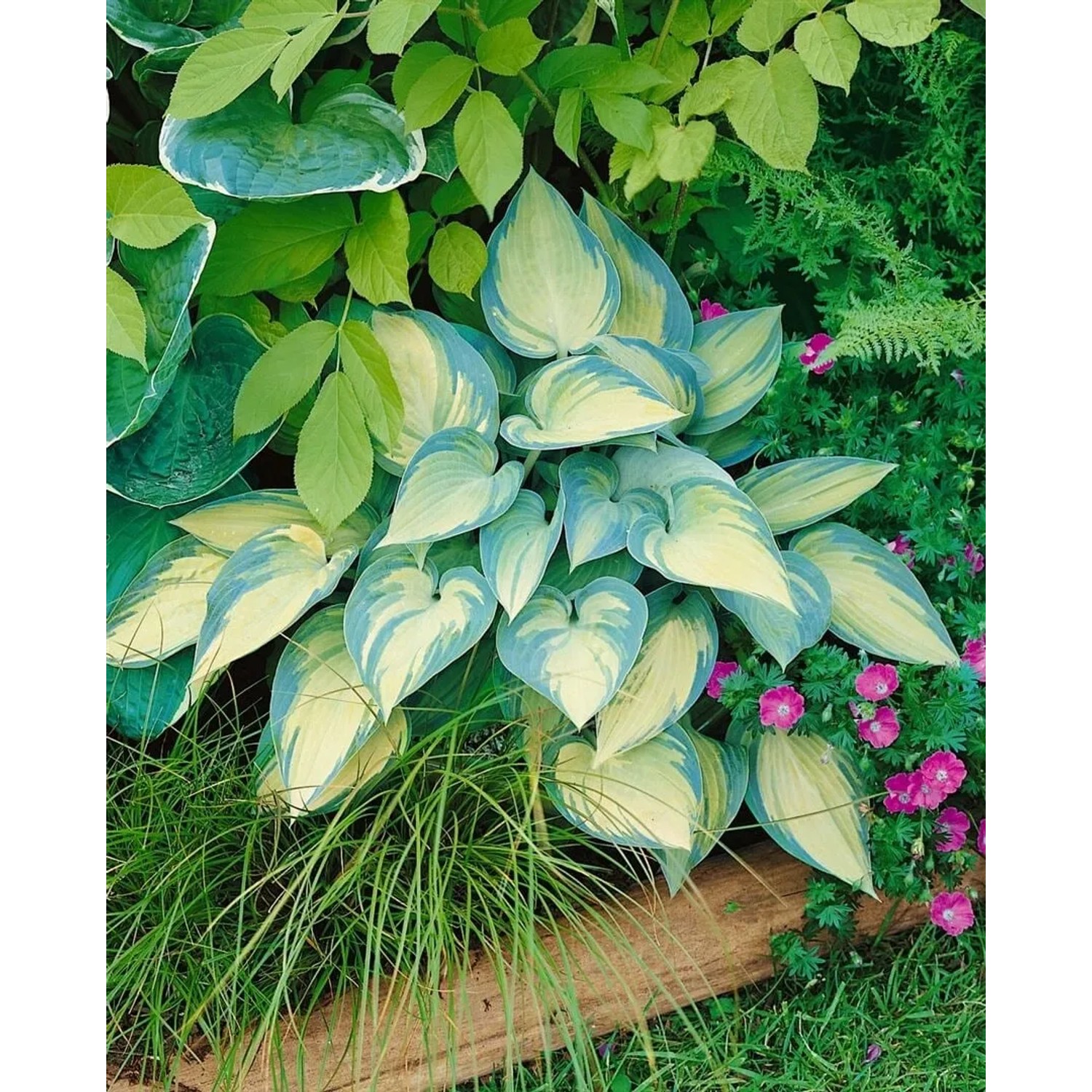 Blaublattfunkie 'June' (Hosta X Tardiana) im Topf, mit blaugrünen Blättern und gelber Mitte.