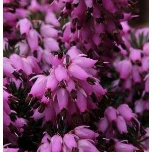 Nahaufnahme der Winterheide Winter Rubin (Erica carnea) mit rosa Blüten.