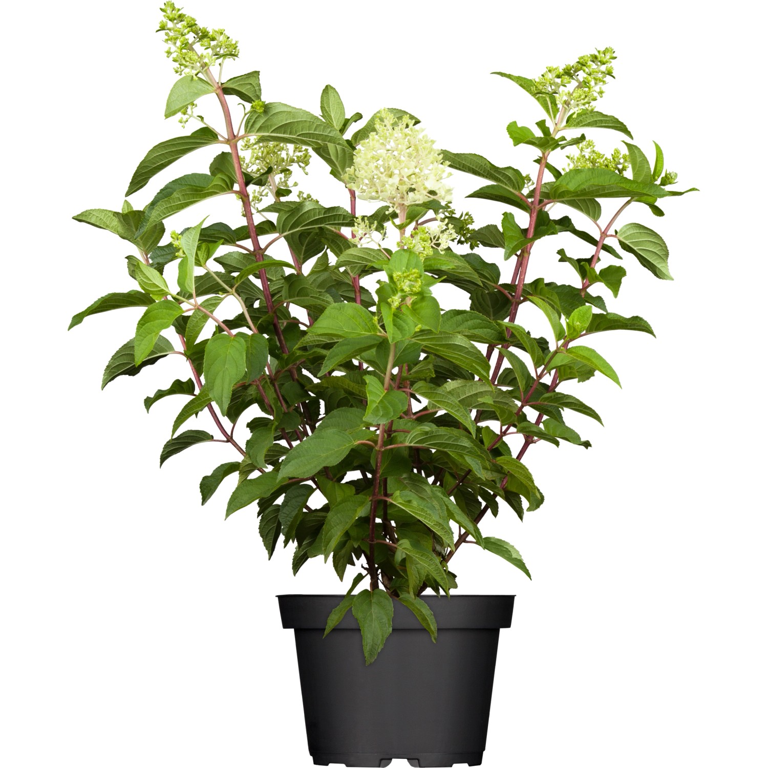 Rispenhortensie Sundae Fraise  Weiß Höhe ca. 40 - 60 cm Topf-Ø ca. 5 l