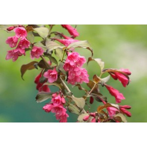 Baumfink Weigelie All Summer Red als Topfpflanze 30-40cm