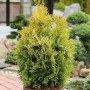 Goldener Lebensbaum 'Smaragd', 100-125cm, im Topf. Thuja occidentalis mit goldgelber Benadelung.