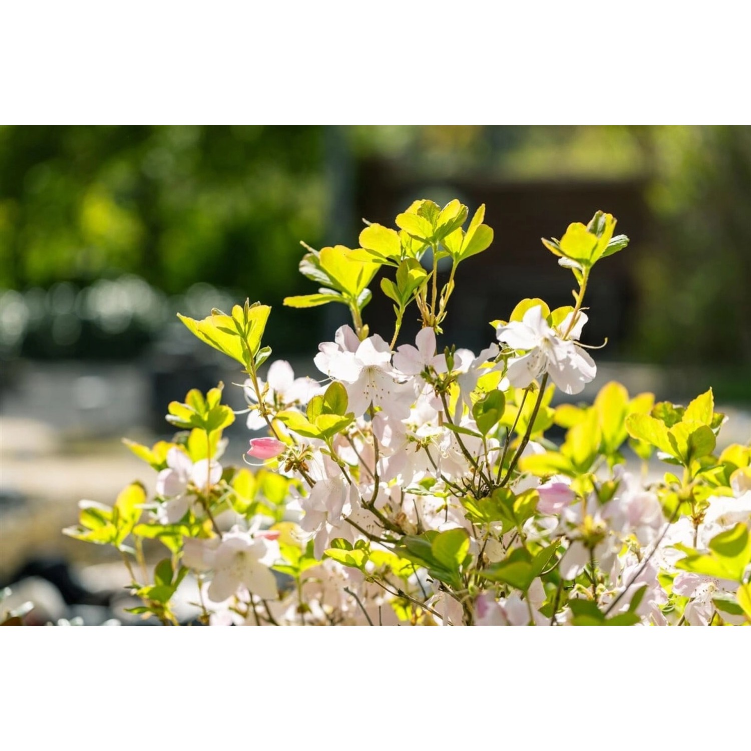 Rhododendron Schlippenbachii Königsrhododendron 50-60 cm günstig online kaufen