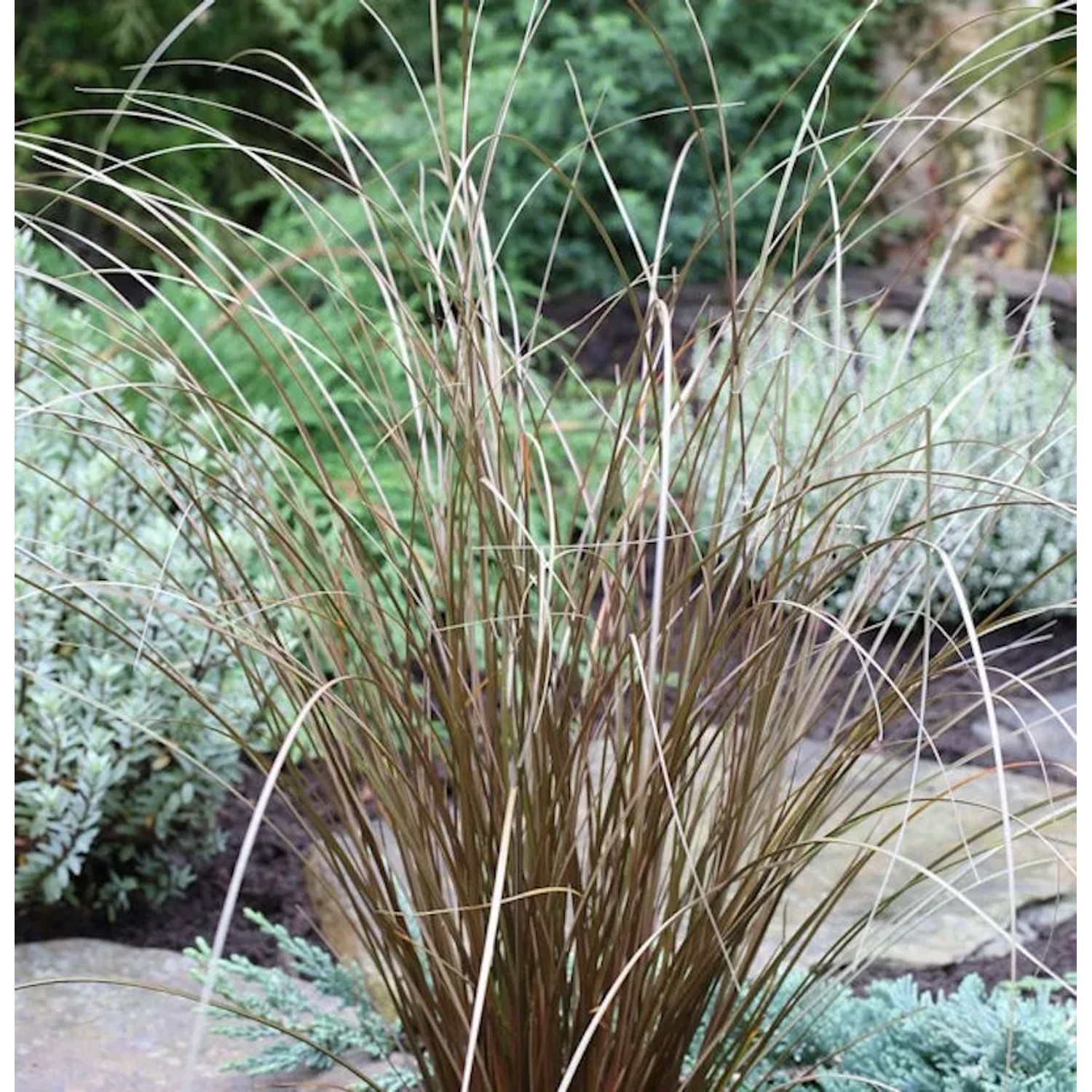 Fuchsrote Segge Red Rooster - Carex buchananii