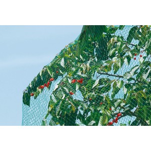 Grünes Vogelschutznetz (5x2 m) über Kirschbaum gespannt.