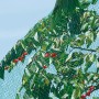 Grünes Vogelschutznetz (5x2 m) über Kirschbaum gespannt.