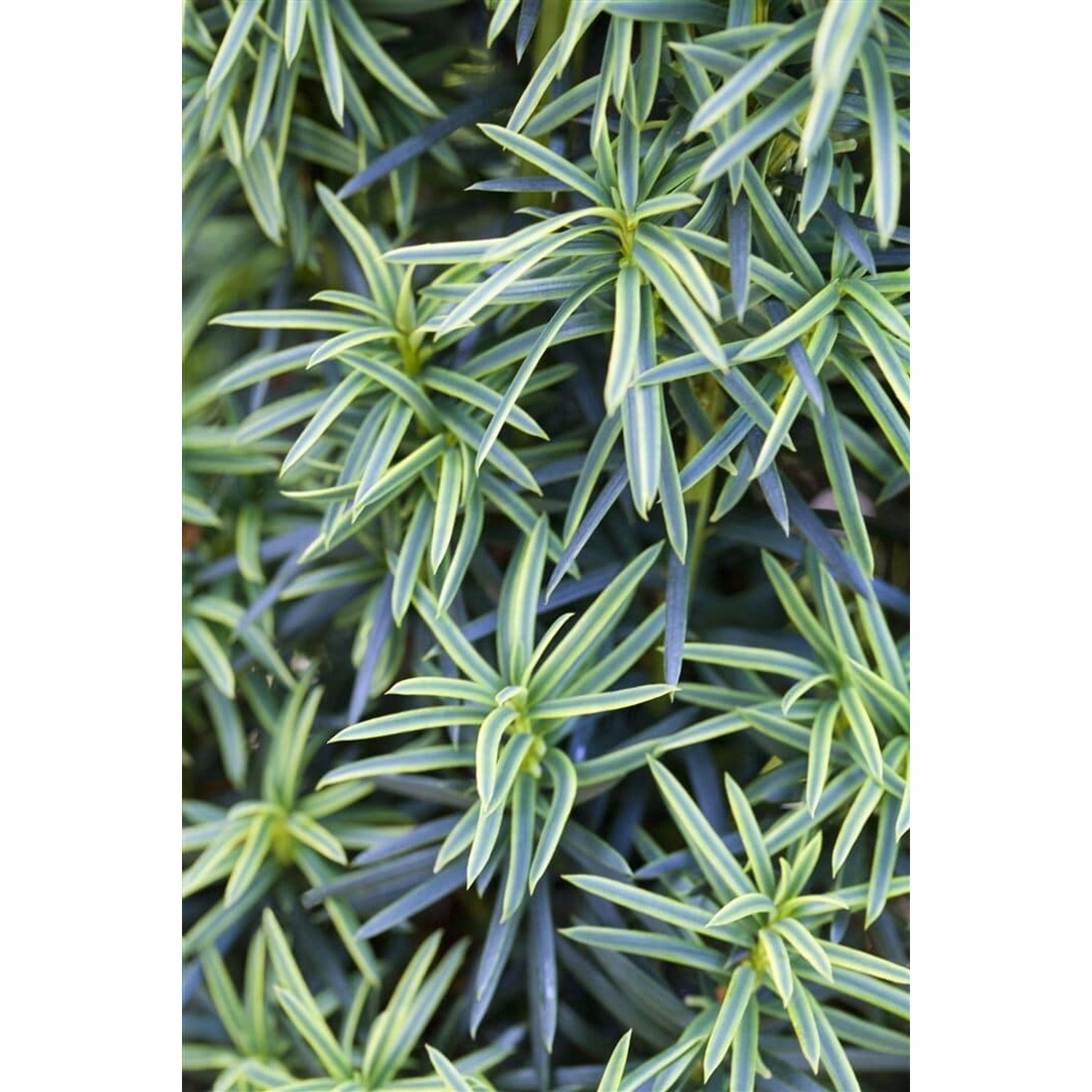 Taxus Baccata Fastigiata Aureomarginata Gelbbunter Eibenbaum 120–140 cm günstig online kaufen