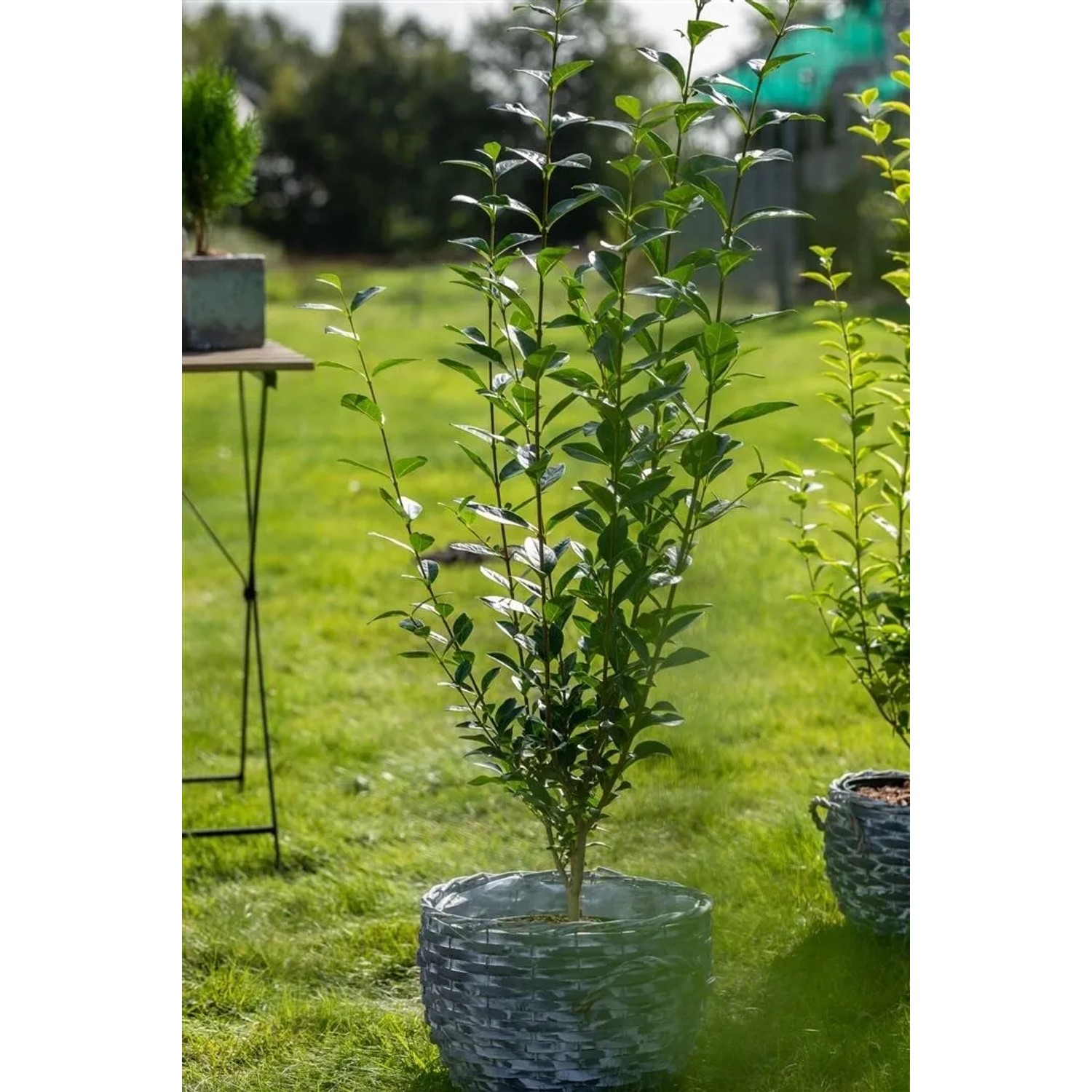 Pflanzen fr dich ovalblttriger Liguster Hecke 60-80 cm kaufen bei OBI