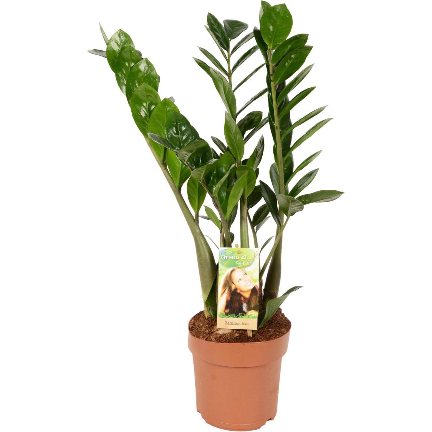 Glücksfeder Höhe ca. 65 - 70 cm Topf-Ø ca. 17 cm Zamioculcas zamiifolia günstig online kaufen