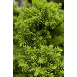 Nahaufnahme der grünen, dichten Nadeln der Japanischen Sicheltanne Cryptomeria Japonica Vilmoriniana.
