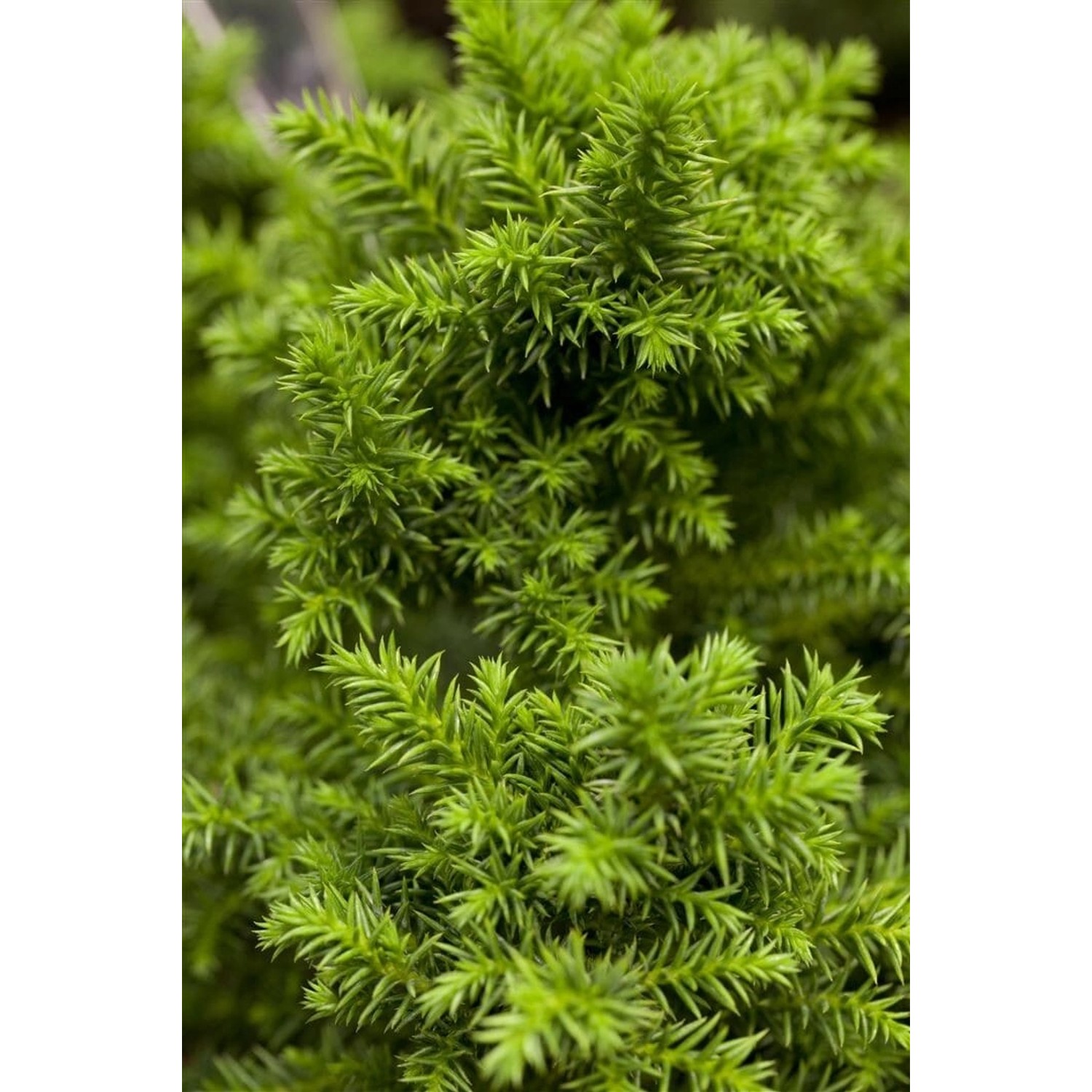 Cryptomeria Japonica Vilmoriniana Japanische Sicheltanne 20–25 cm günstig online kaufen