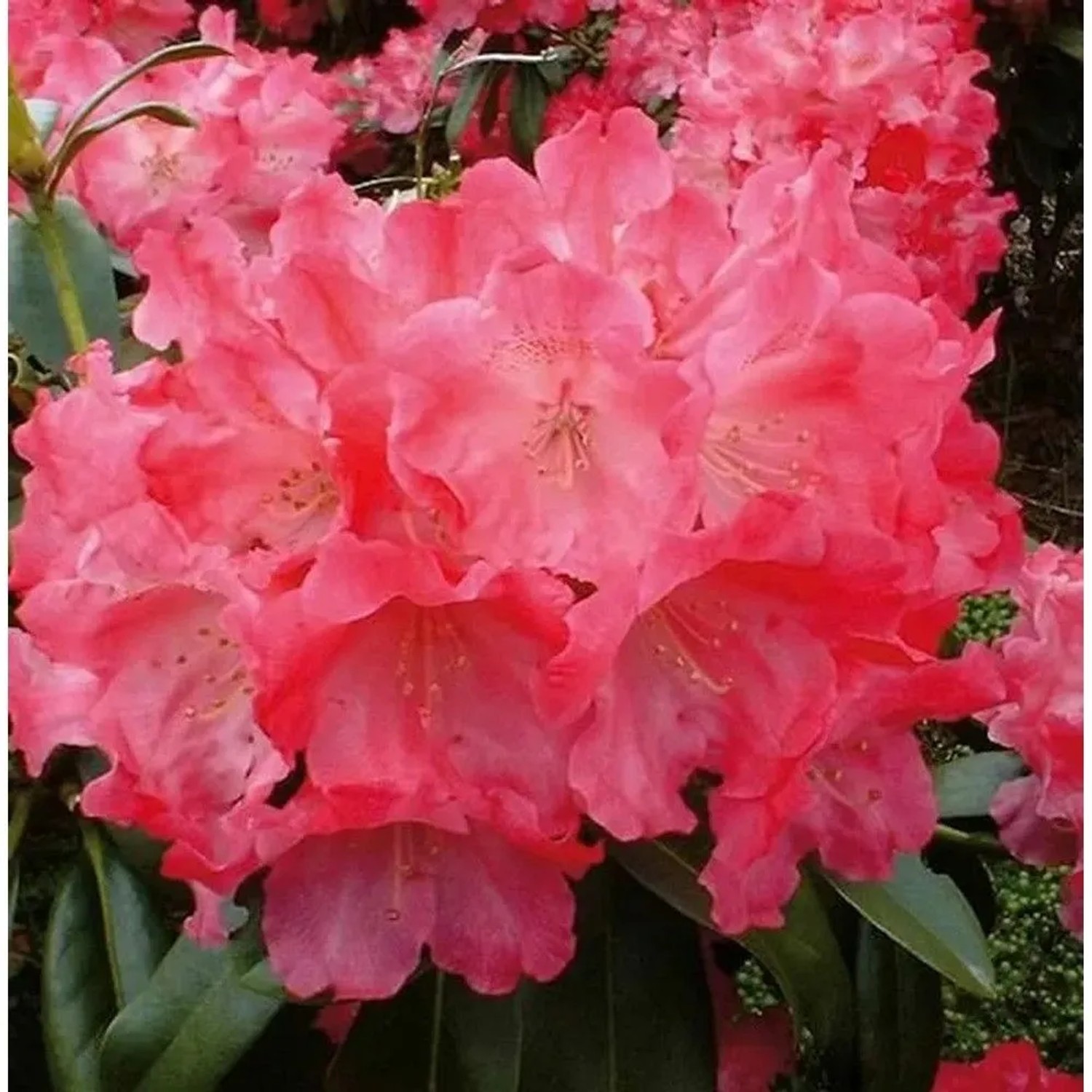 Rhododendron Morgenrot 40-50cm - Alpenrose