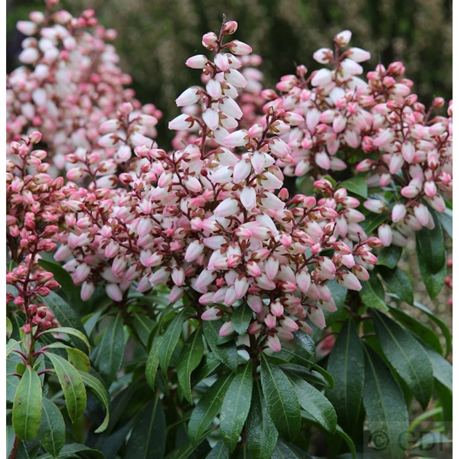 Schattenglöckchen Lavendelheide Bonfire 15-20cm - Pieris japonica günstig online kaufen