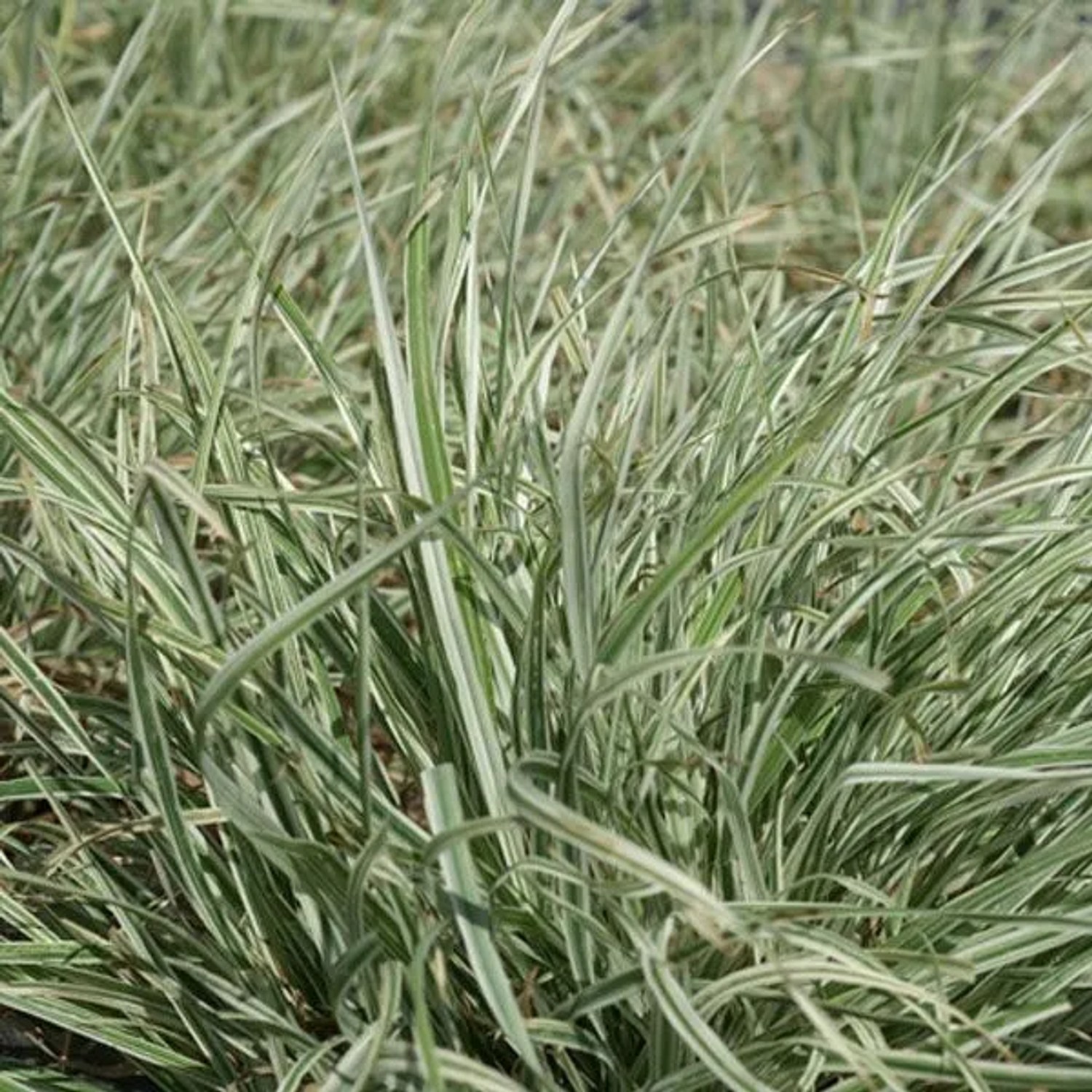 6 x Knäuelgras 'Variegata' Dactylis glomerata Topf 9cm Gestreiftes Laub