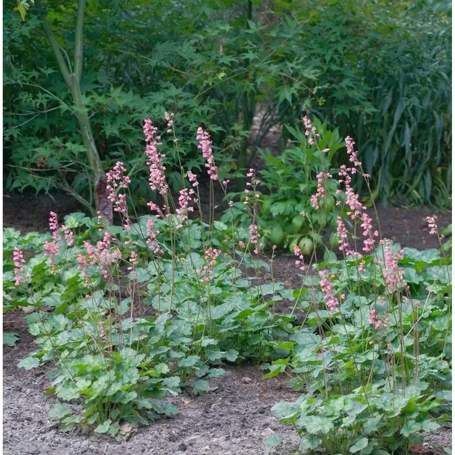 Niedliches Silberglöckchen - Heuchera pulchella