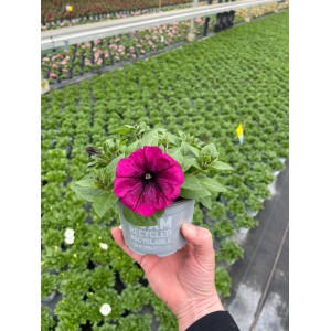 Hängende Grow by OBI Petunie im Topf, leuchtend pinke Blüte. Ideal für Balkon und Terrasse.