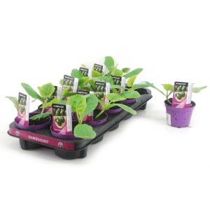 Bio Zucchini Rund, Topf-Ø 12cm, Jungpflanzen im Tray.