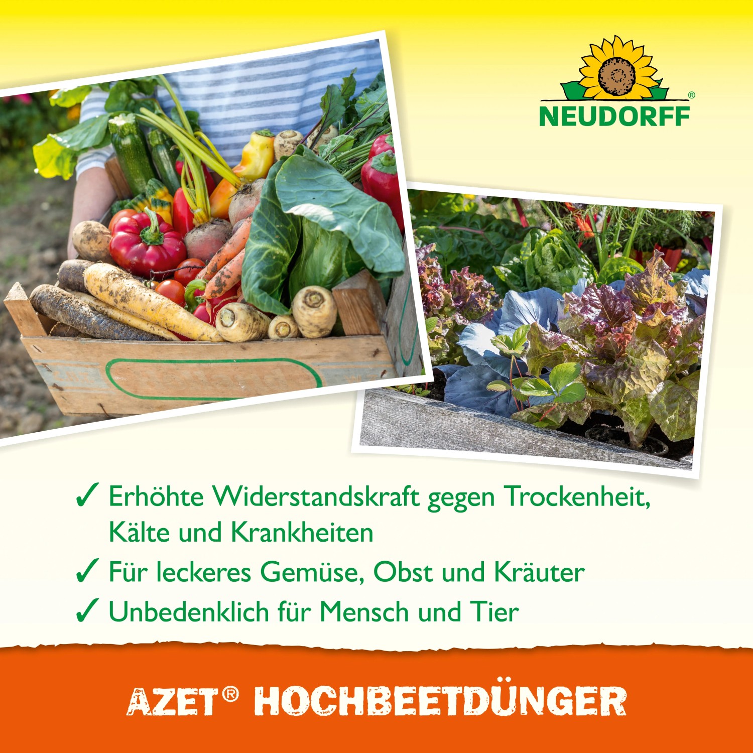 Neudorff Azet Hochbeetdünger: Gemüseernte im Korb und Hochbeet mit Salat.