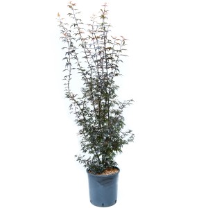 Fächerahorn Atropurpureum im Topf, ca. 80-100cm hoch, mit geschlitztem, rotem Laub.