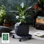 Anthrazitfarbener Wagner Pflanzenroller Nature mit Pflanze, 100 kg Tragkraft, FSC®-zertifiziert.