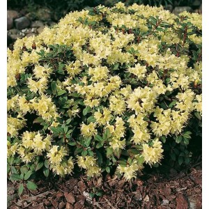 Gelb blühender Zwerg-Rhododendron Princess Anne, eine immergrüne Zwerg-Alpenrose für den Garten.