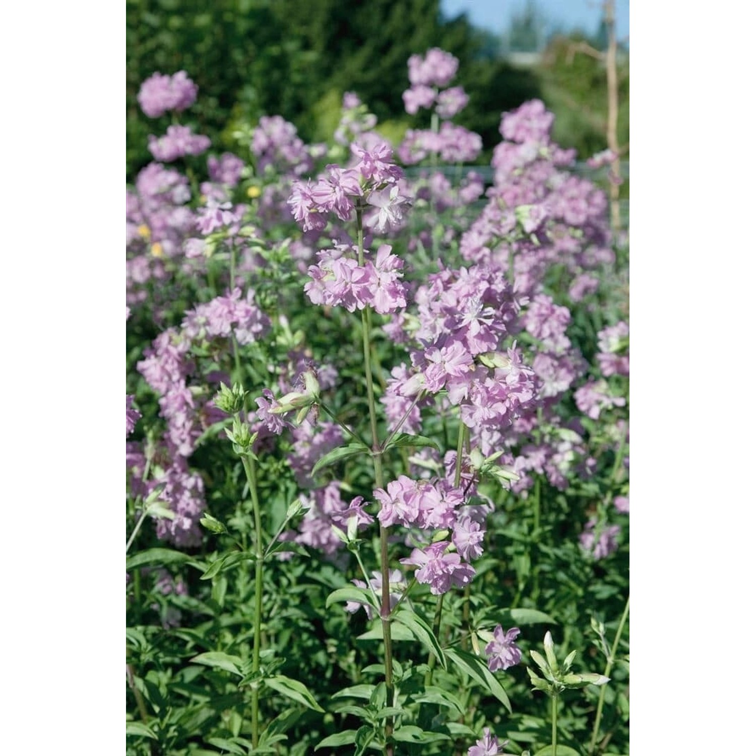 Saponaria Officinalis Plena Echtes Seifenkraut Ca. 9x9 cm Topf günstig online kaufen