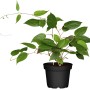 Bio Kiwi "Prince Jumbo" im Topf: Männliche Kiwi-Pflanze mit grünen Blättern, benötigt Bestäuber.
